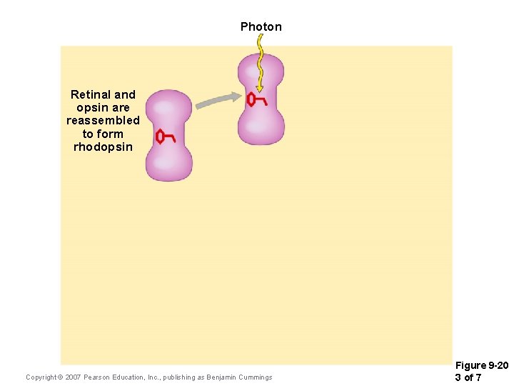 Photon Retinal and opsin are reassembled to form rhodopsin Copyright © 2007 Pearson Education,