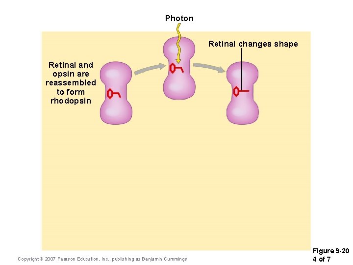 Photon Retinal changes shape Retinal and opsin are reassembled to form rhodopsin Copyright ©