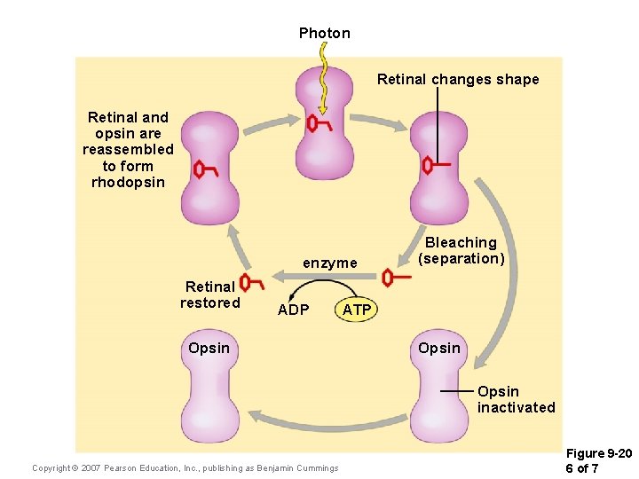 Photon Retinal changes shape Retinal and opsin are reassembled to form rhodopsin enzyme Retinal