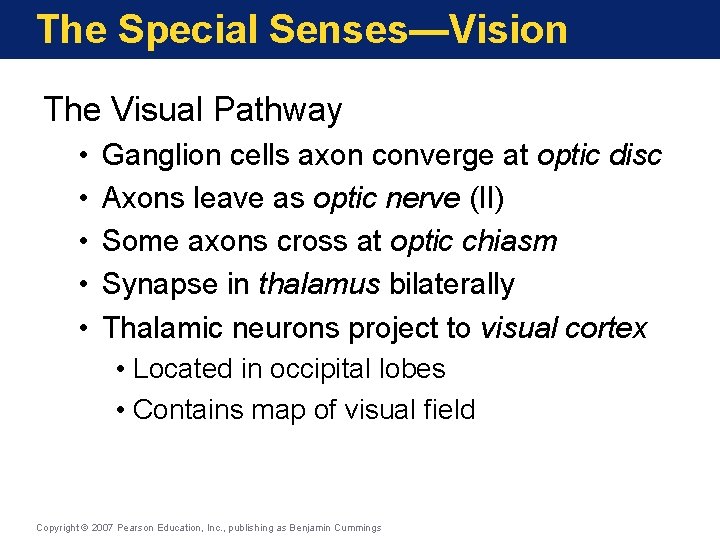 The Special Senses—Vision The Visual Pathway • • • Ganglion cells axon converge at