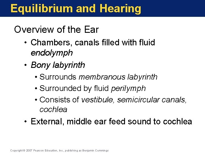 Equilibrium and Hearing Overview of the Ear • Chambers, canals filled with fluid endolymph