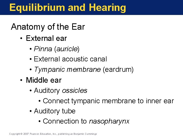 Equilibrium and Hearing Anatomy of the Ear • External ear • Pinna (auricle) •