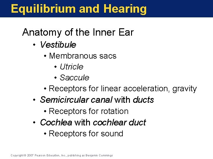 Equilibrium and Hearing Anatomy of the Inner Ear • Vestibule • Membranous sacs •