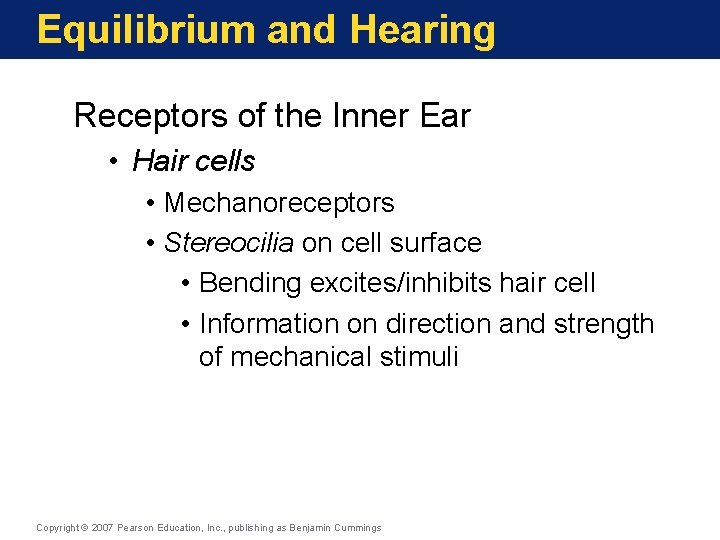 Equilibrium and Hearing Receptors of the Inner Ear • Hair cells • Mechanoreceptors •