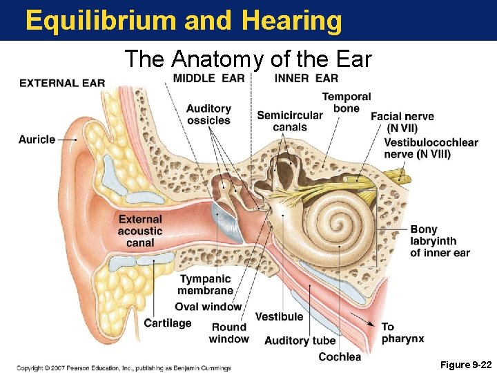 Equilibrium and Hearing The Anatomy of the Ear Figure 9 -22 