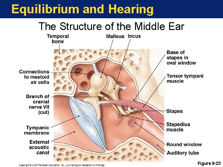 Equilibrium and Hearing The Structure of the Middle Ear Figure 9 -23 