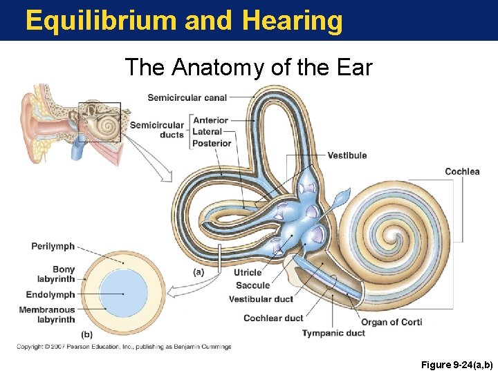 Equilibrium and Hearing The Anatomy of the Ear Figure 9 -24(a, b) 