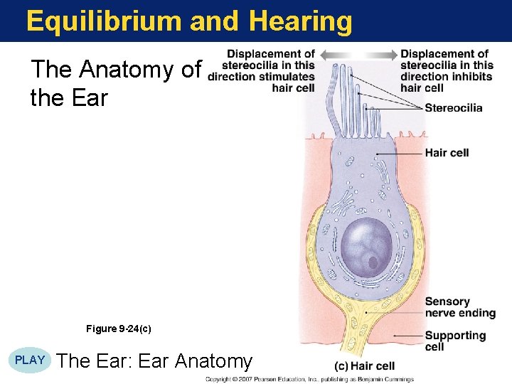 Equilibrium and Hearing The Anatomy of the Ear Figure 9 -24(c) PLAY The Ear: