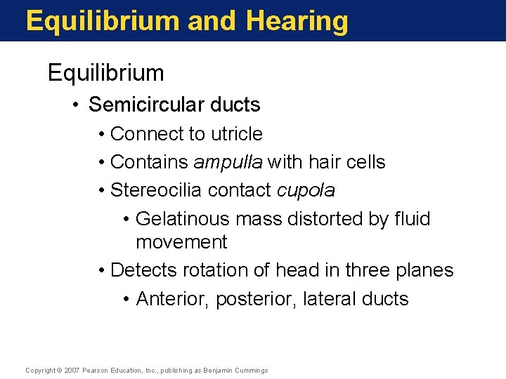 Equilibrium and Hearing Equilibrium • Semicircular ducts • Connect to utricle • Contains ampulla