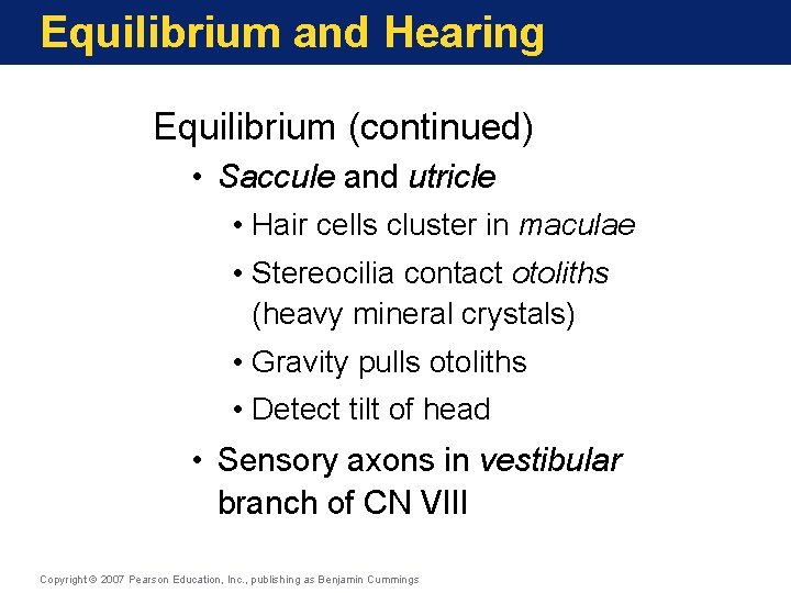 Equilibrium and Hearing Equilibrium (continued) • Saccule and utricle • Hair cells cluster in