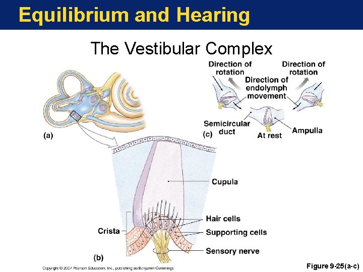 Equilibrium and Hearing The Vestibular Complex Figure 9 -25(a-c) 