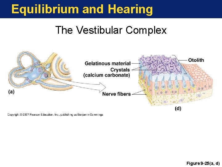 Equilibrium and Hearing The Vestibular Complex Figure 9 -25(a, d) 