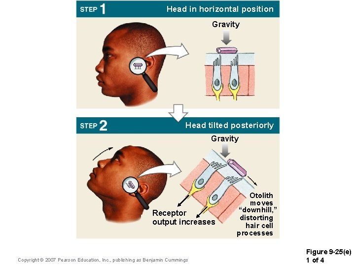 Head in horizontal position Gravity Head tilted posteriorly Gravity Receptor output increases Copyright ©