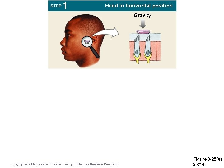 Head in horizontal position Gravity Copyright © 2007 Pearson Education, Inc. , publishing as