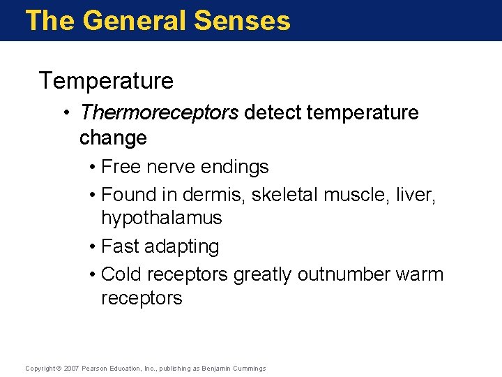 The General Senses Temperature • Thermoreceptors detect temperature change • Free nerve endings •