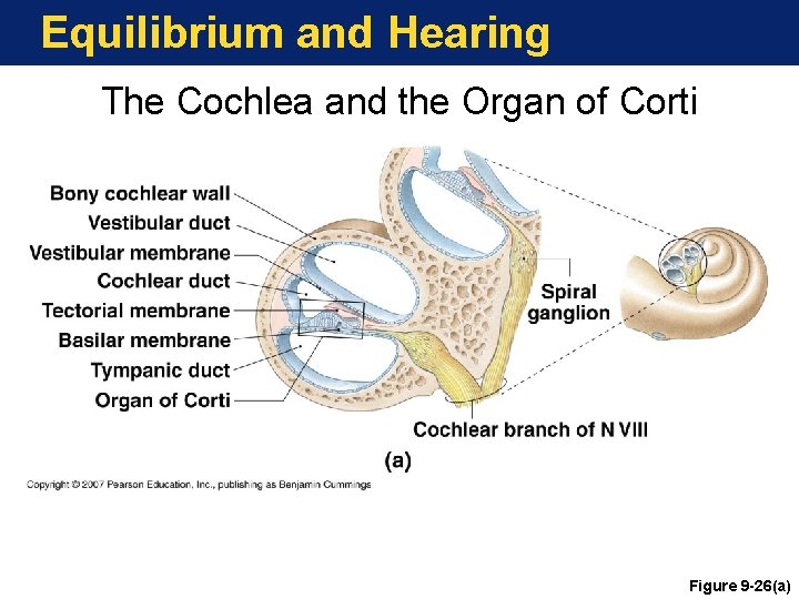 Equilibrium and Hearing The Cochlea and the Organ of Corti Figure 9 -26(a) 