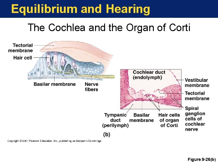 Equilibrium and Hearing The Cochlea and the Organ of Corti Figure 9 -26(b) 