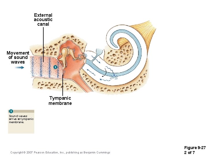 External acoustic canal Movement of sound waves Tympanic membrane Sound waves arrive at tympanic