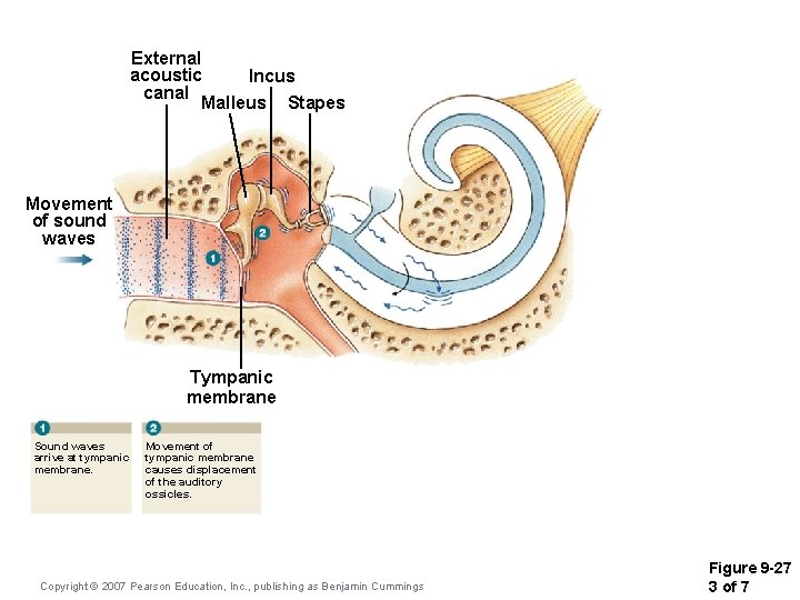 External acoustic Incus canal Malleus Stapes Movement of sound waves Tympanic membrane Sound waves