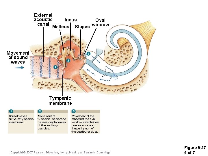 External acoustic Incus Oval canal Malleus Stapes window Movement of sound waves Tympanic membrane