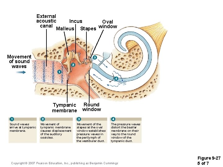 External acoustic Incus Oval canal Malleus Stapes window Movement of sound waves Tympanic membrane