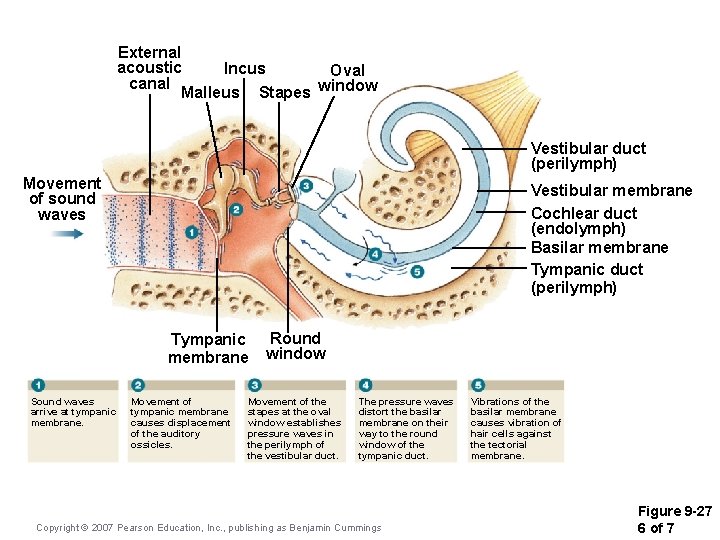 External acoustic Incus Oval canal Malleus Stapes window Vestibular duct (perilymph) Movement of sound