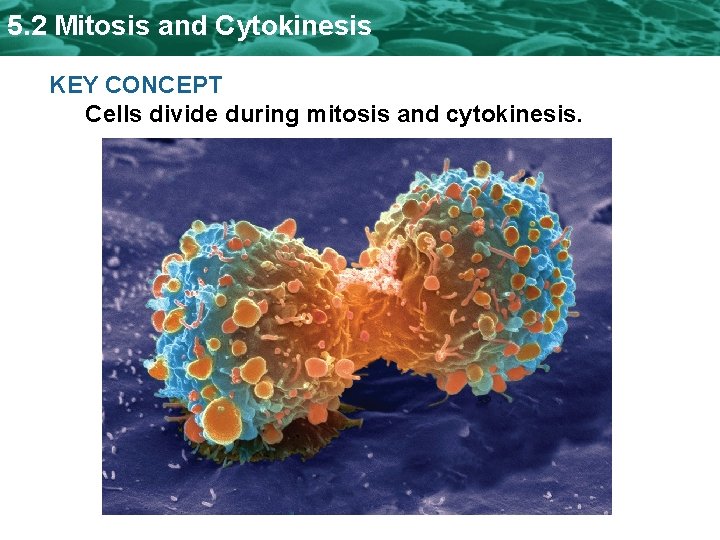 5. 2 Mitosis and Cytokinesis KEY CONCEPT Cells divide during mitosis and cytokinesis. 