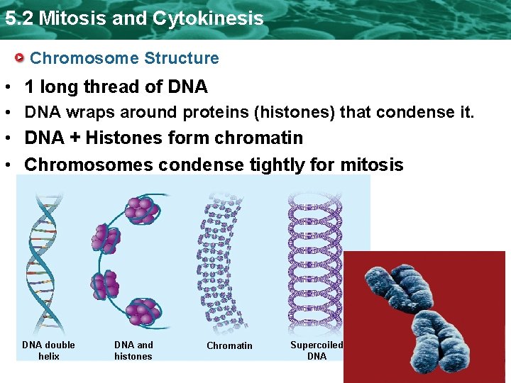 5. 2 Mitosis and Cytokinesis Chromosome Structure • 1 long thread of DNA •