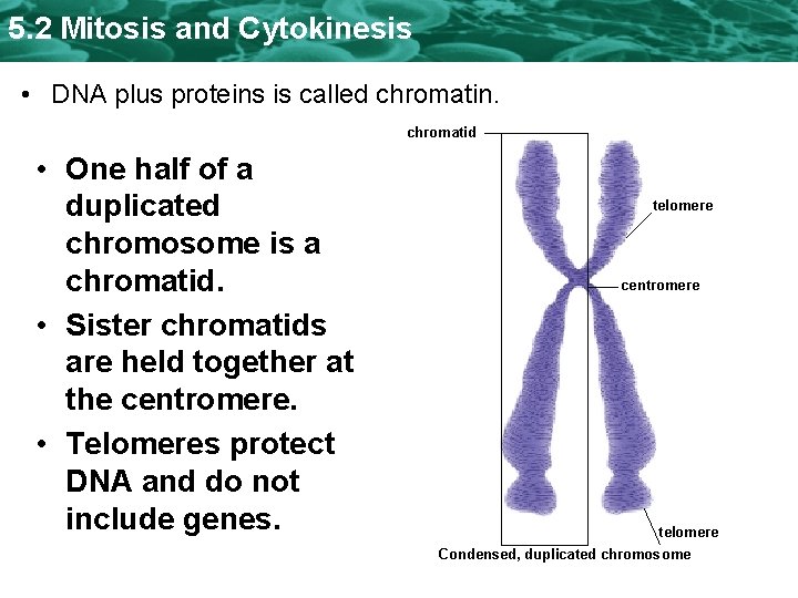 5. 2 Mitosis and Cytokinesis • DNA plus proteins is called chromatin. chromatid •
