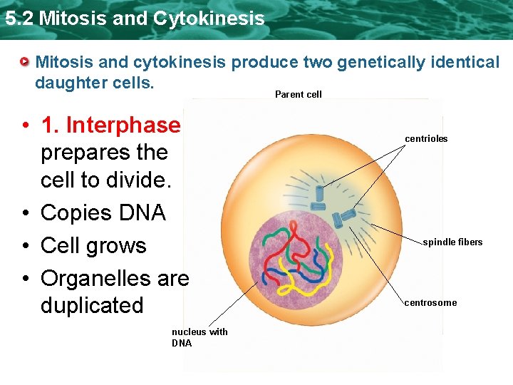 5. 2 Mitosis and Cytokinesis Mitosis and cytokinesis produce two genetically identical daughter cells.