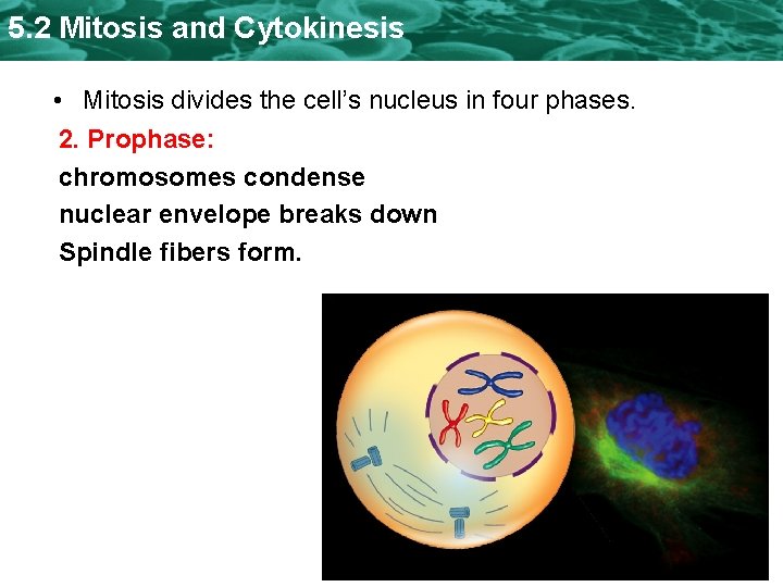 5. 2 Mitosis and Cytokinesis • Mitosis divides the cell’s nucleus in four phases.