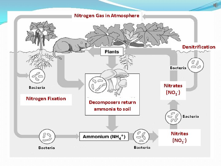 Nitrogen Gas in Atmosphere Denitrification Nitrogen Fixation Nitrates (NO 3 -) Decomposers return ammonia