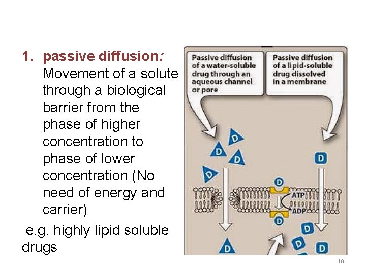 1. passive diffusion: Movement of a solute through a biological barrier from the phase