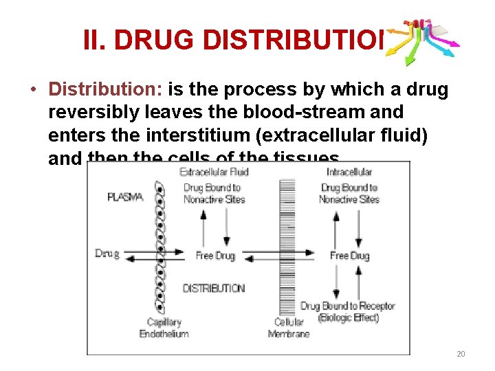 II. DRUG DISTRIBUTION • Distribution: is the process by which a drug reversibly leaves