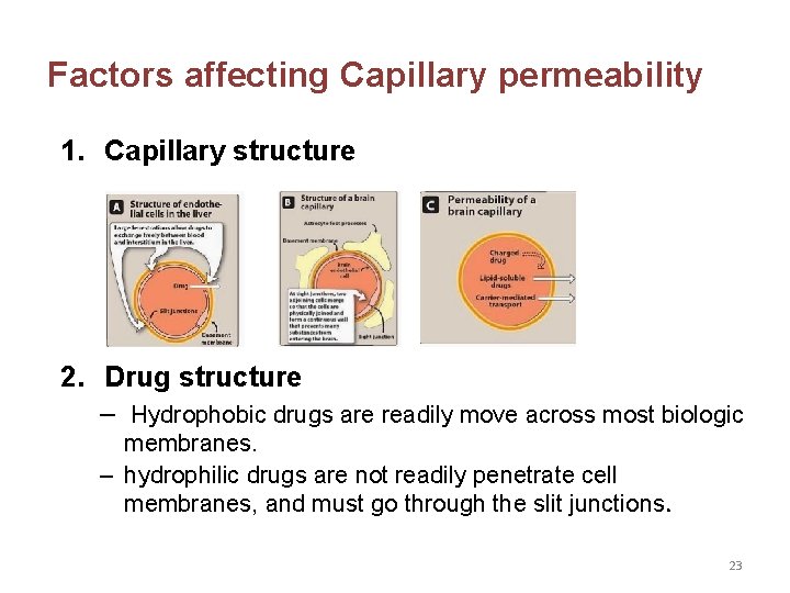 Factors affecting Capillary permeability 1. Capillary structure 2. Drug structure – Hydrophobic drugs are