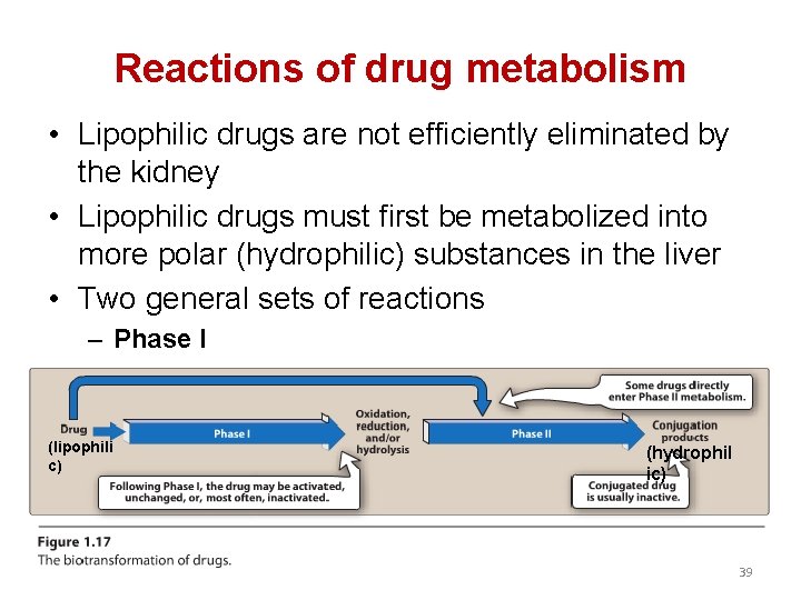 Reactions of drug metabolism • Lipophilic drugs are not efficiently eliminated by the kidney