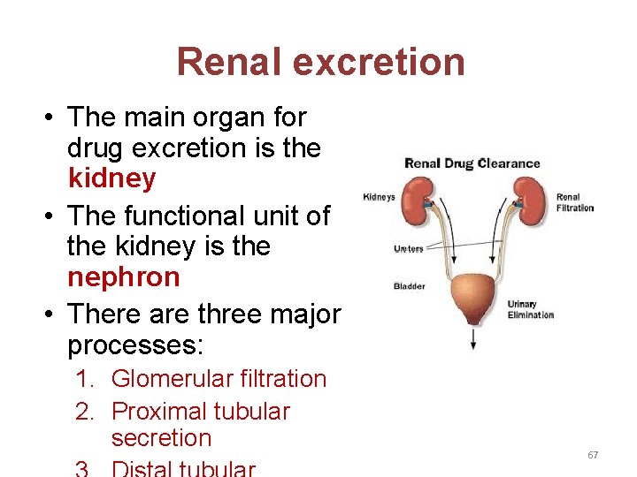 Renal excretion • The main organ for drug excretion is the kidney • The