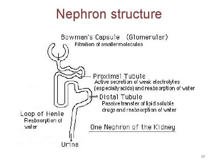 Nephron structure 68 