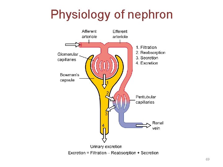 Physiology of nephron 69 