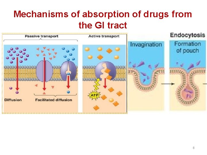 Mechanisms of absorption of drugs from the GI tract 8 