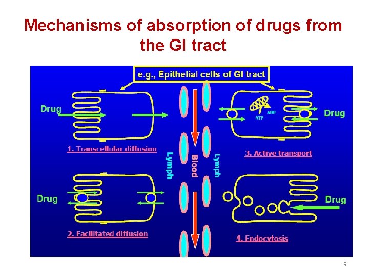 Mechanisms of absorption of drugs from the GI tract 9 