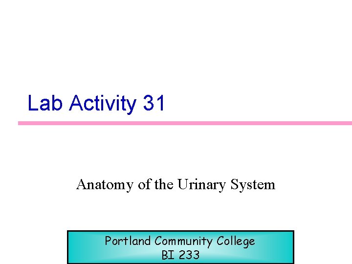 Lab Activity 31 Anatomy of the Urinary System Portland Community College BI 233 