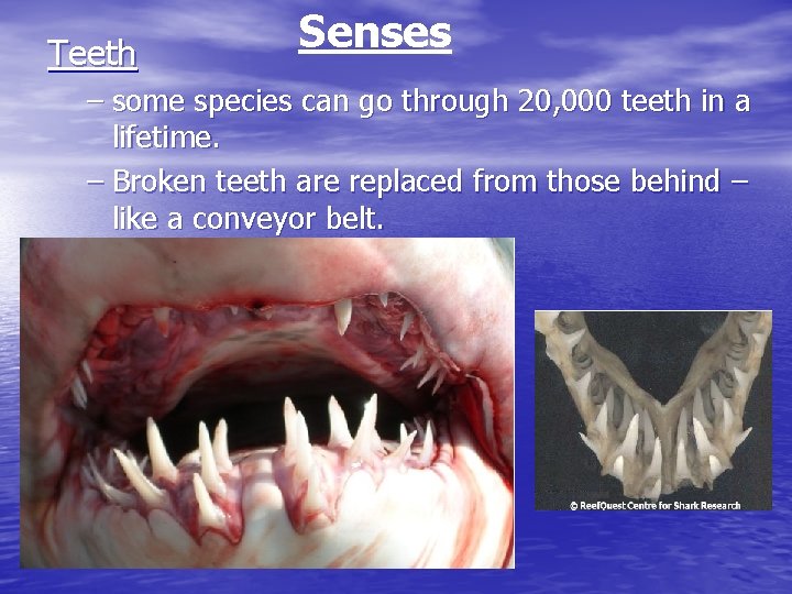 Teeth Senses – some species can go through 20, 000 teeth in a lifetime.