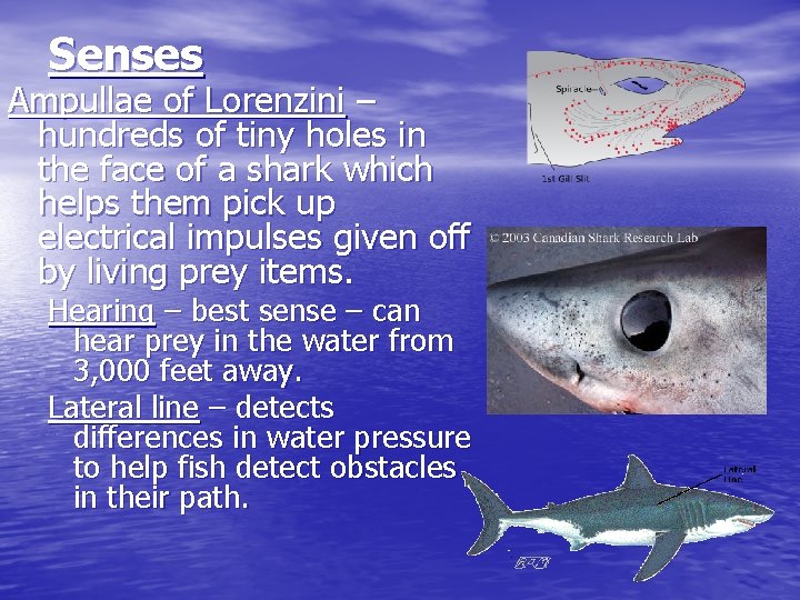 Senses Ampullae of Lorenzini – hundreds of tiny holes in the face of a