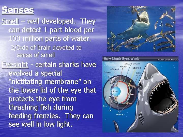 Senses Smell – well developed. They can detect 1 part blood per 100 million
