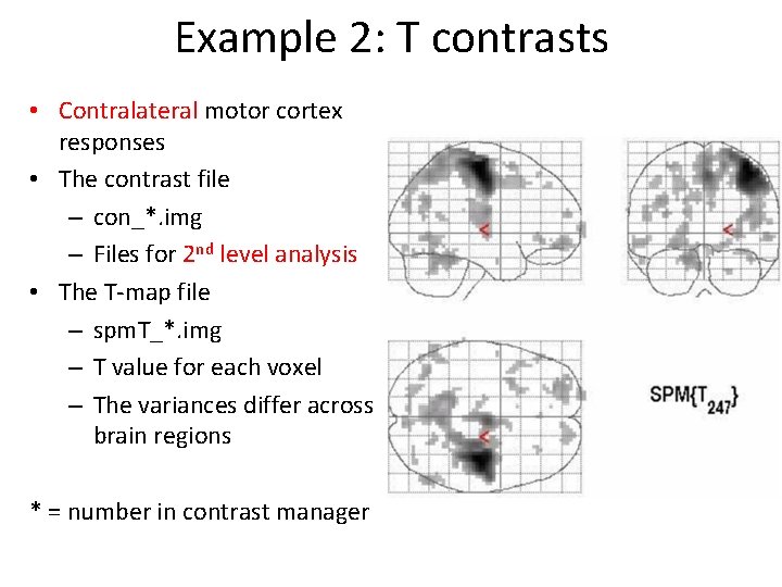 Example 2: T contrasts • Contralateral motor cortex responses • The contrast file –