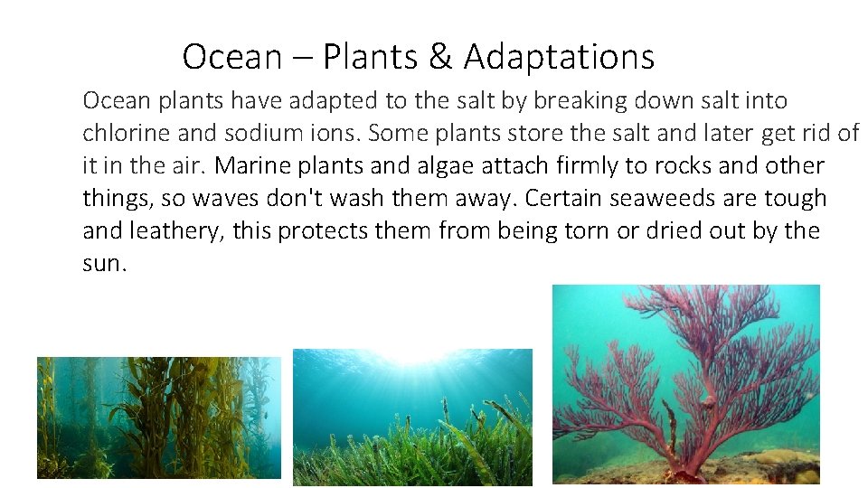 Ocean – Plants & Adaptations Ocean plants have adapted to the salt by breaking