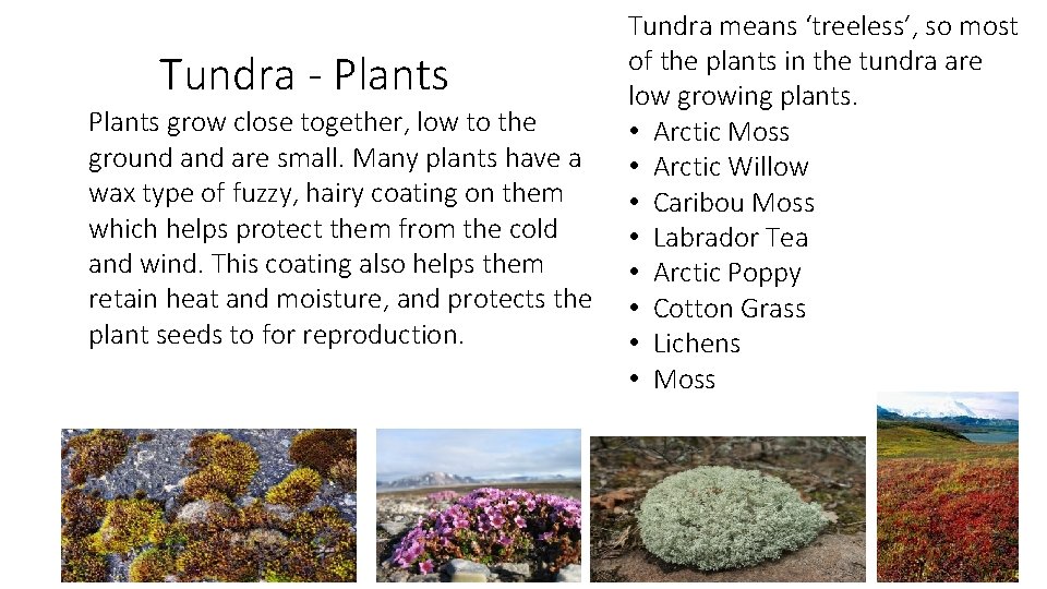 Tundra - Plants grow close together, low to the ground are small. Many plants