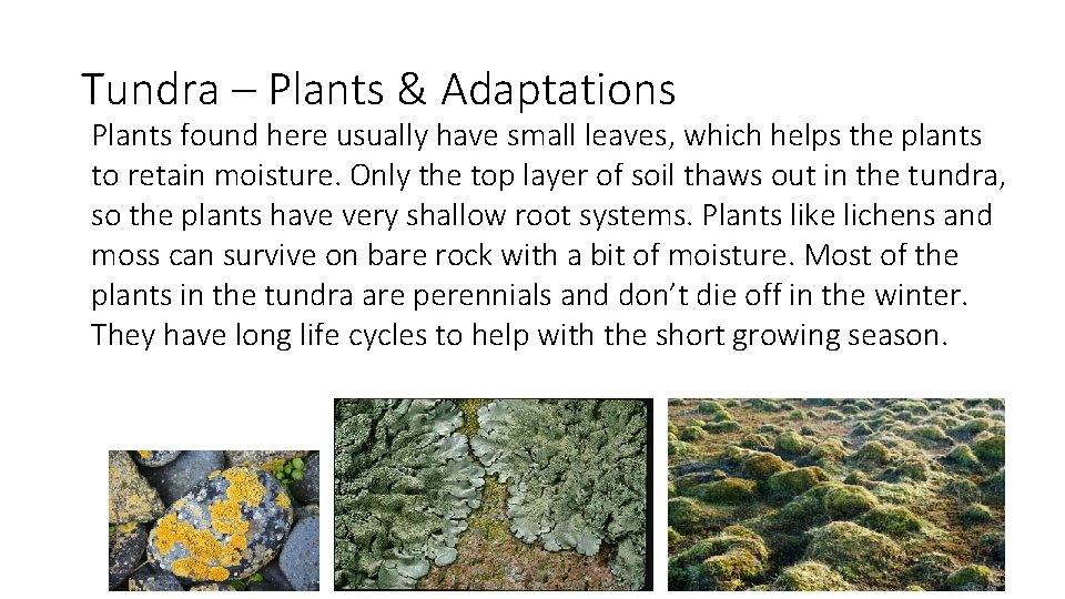 Tundra – Plants & Adaptations Plants found here usually have small leaves, which helps