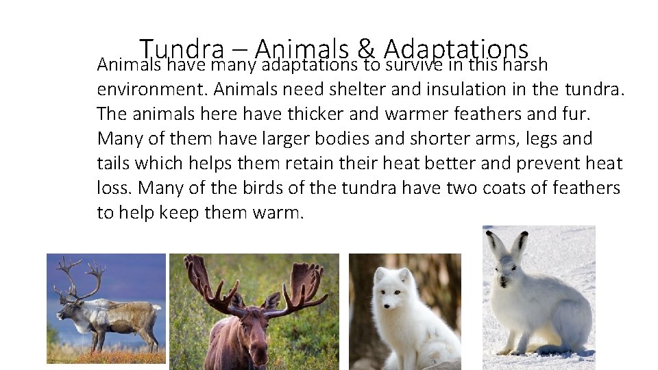 Tundra – Animals & Adaptations Animals have many adaptations to survive in this harsh